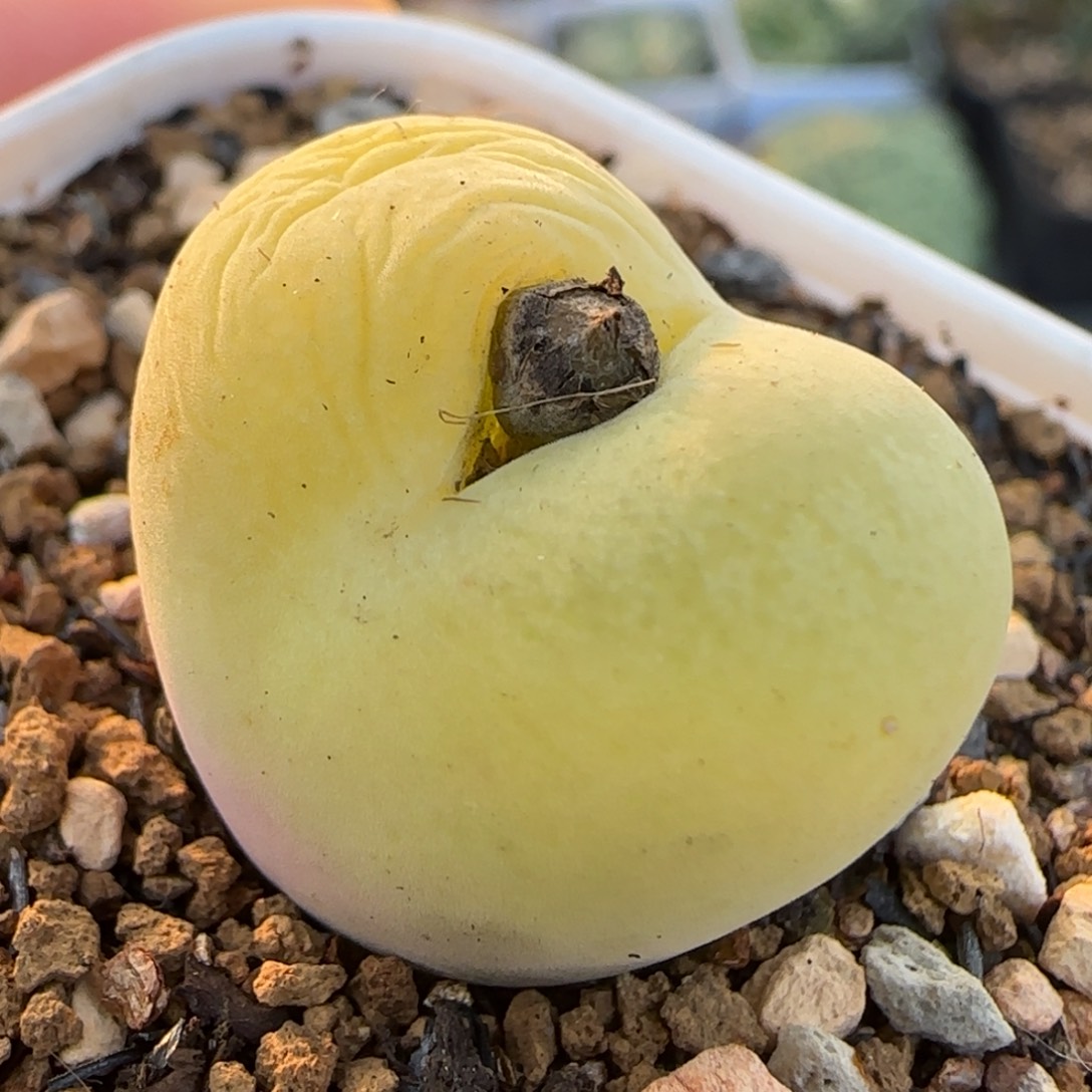 翠光玉多肉植物百科