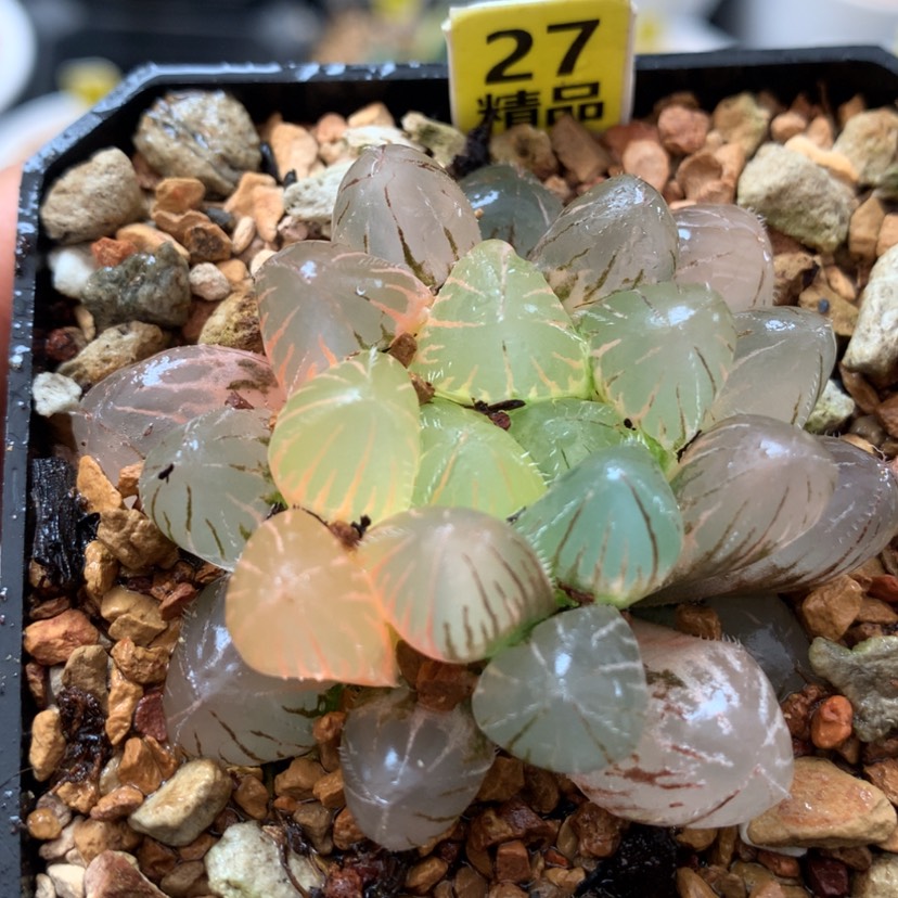 【闪购商品】27紫镜玉露