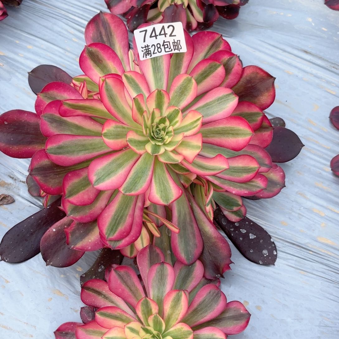 P. 7442美杜莎多肉