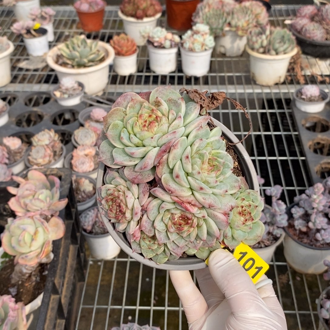 101天鹅绒一物一拍