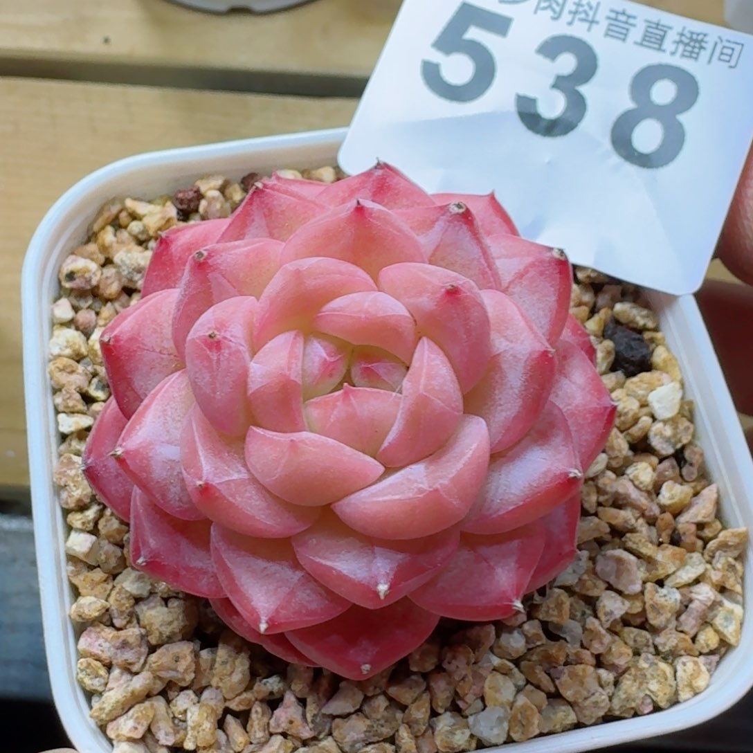 美心         多肉植物