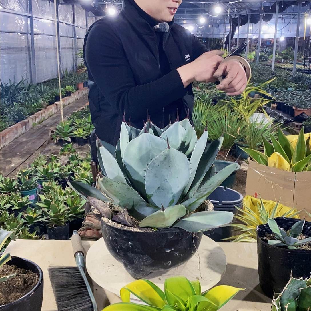 追****唐福克斯冠幅35公分左右