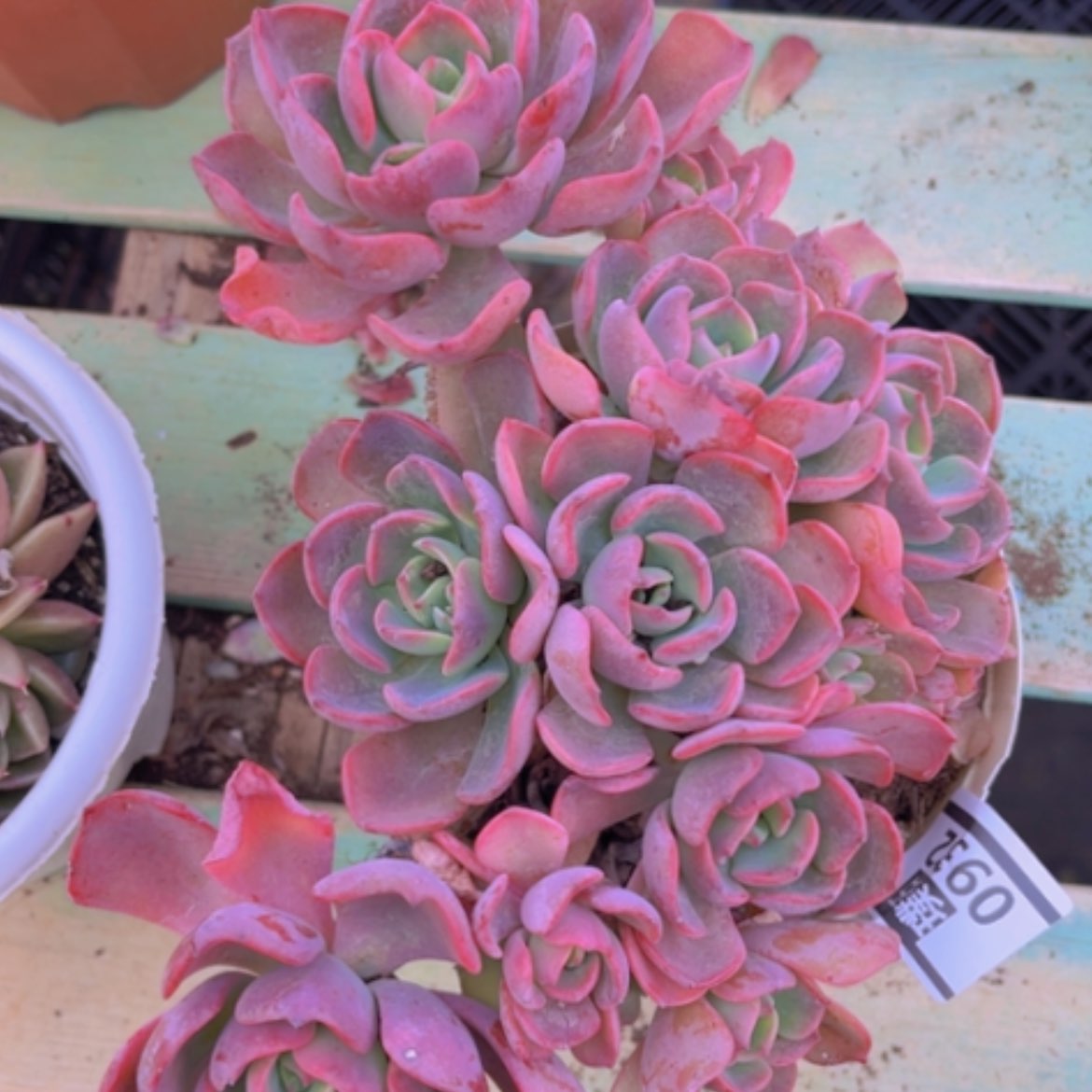 【闪购商品】甜橙仙子0932