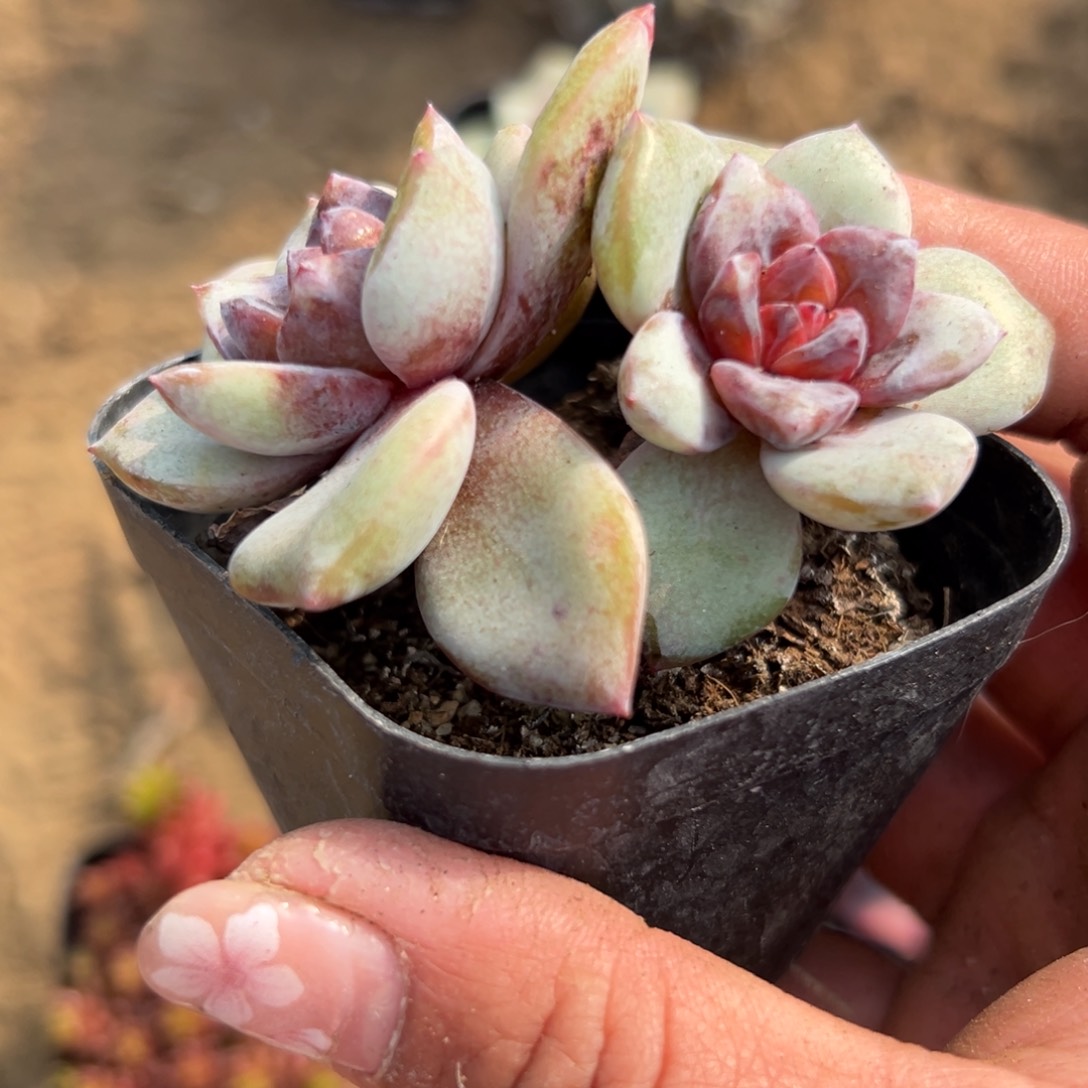 多肉植物多肉植物