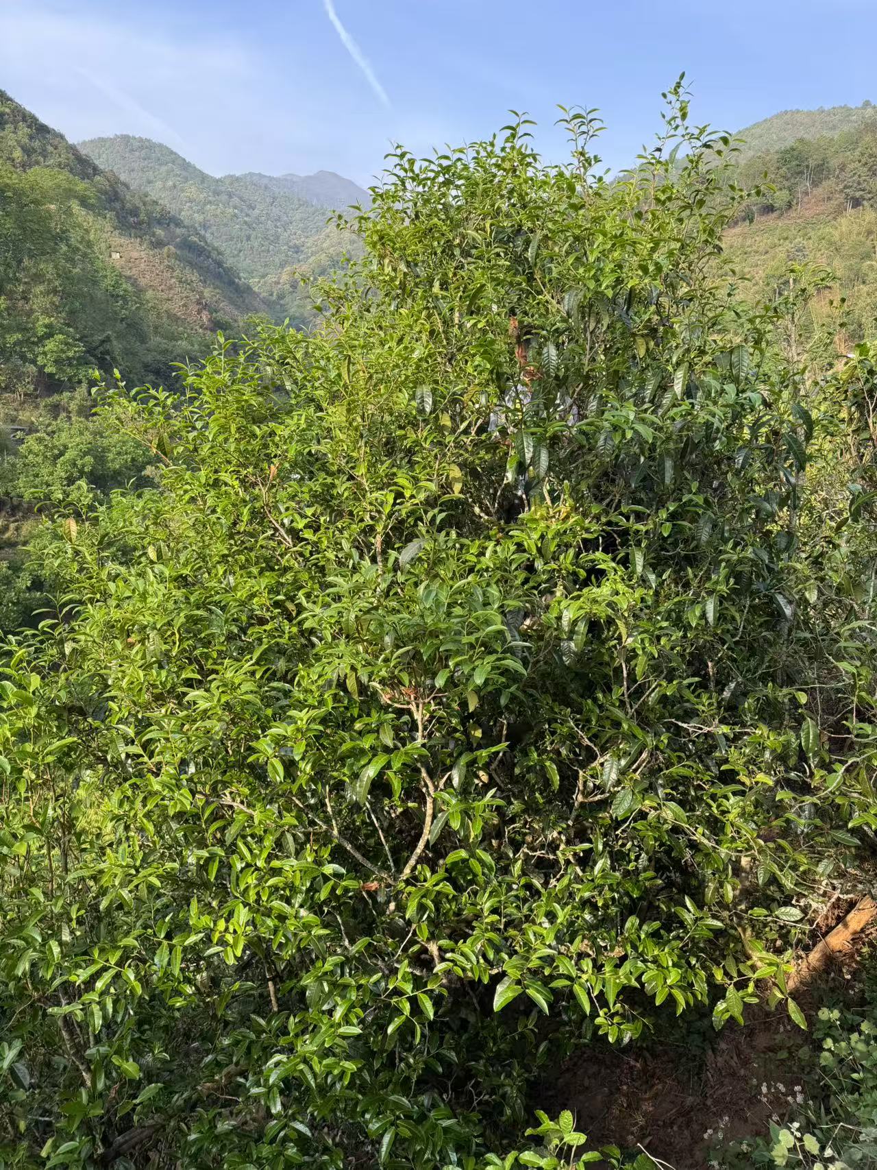 邦东绿水塘核心区紫茶单株 2025年 头春头采 普洱茶（生茶） 散茶