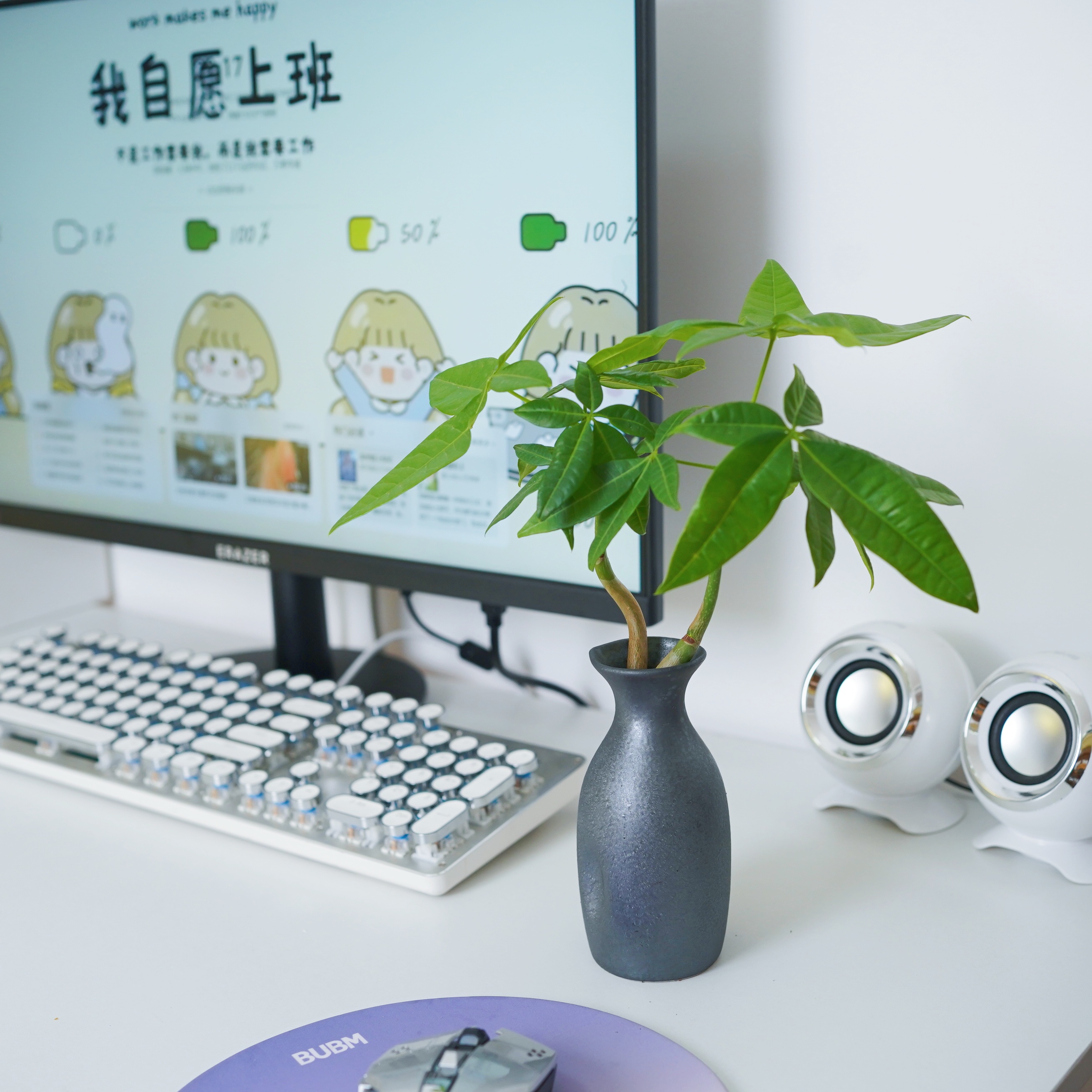 新品水培发财树精美深色陶瓷收口瓶造型原生发财树办公室客厅绿植