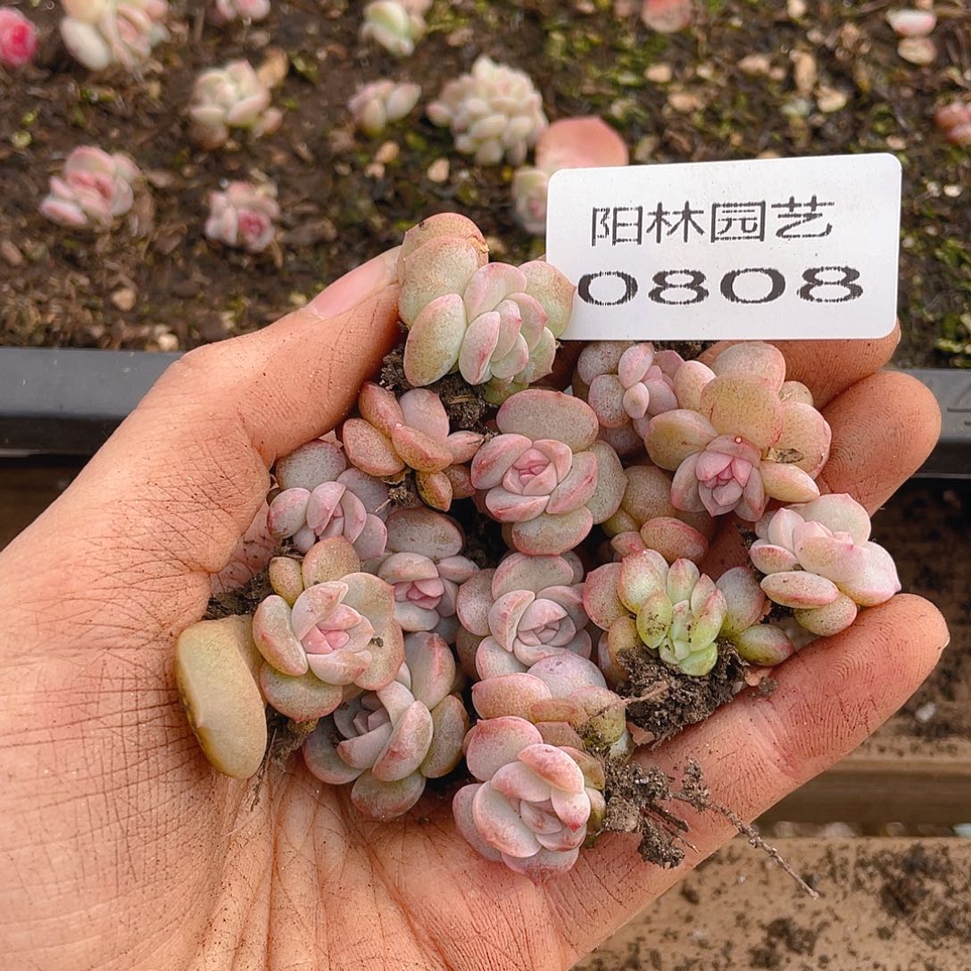 饼****多肉植物多肉植物808