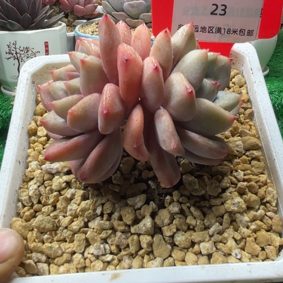 解忧多肉植物编号23