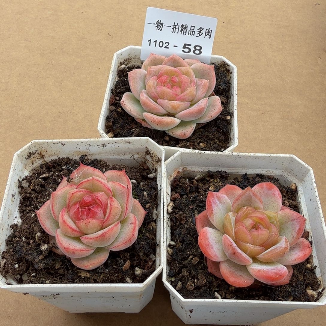 1102-58三颗珍妮多肉