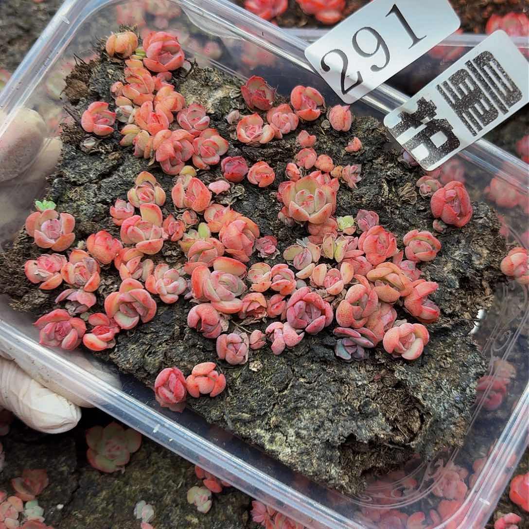 多肉植物多肉植物291量拍