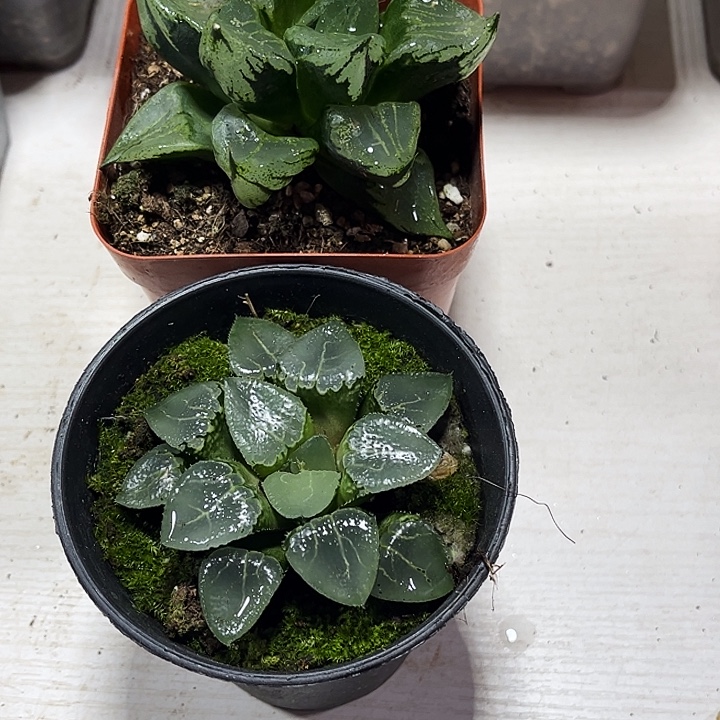 娜***5十二卷多肉裹斑若