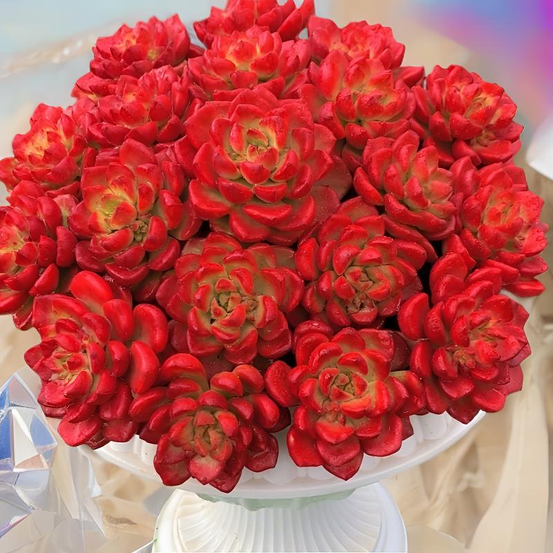 L大盆火焰玫瑰+罗马盆 冠幅18-22cm 越晒越红好养多肉 年宵纳福