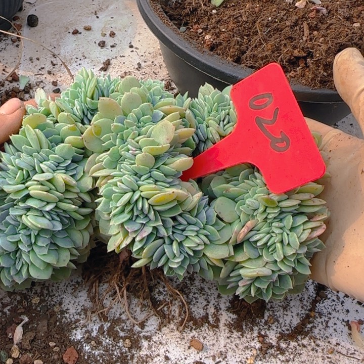 020 多肉植物一物一拍