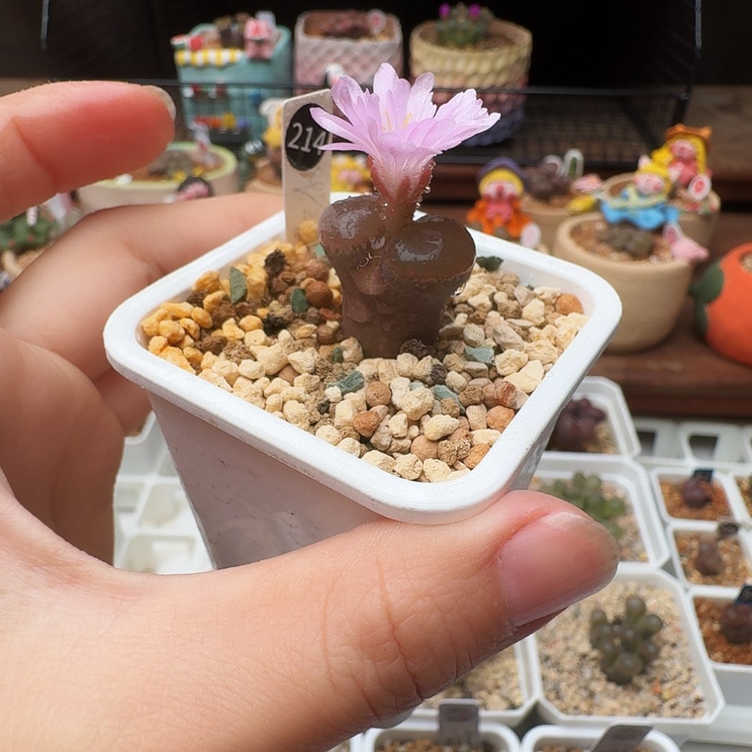 多肉植物福利风铃214