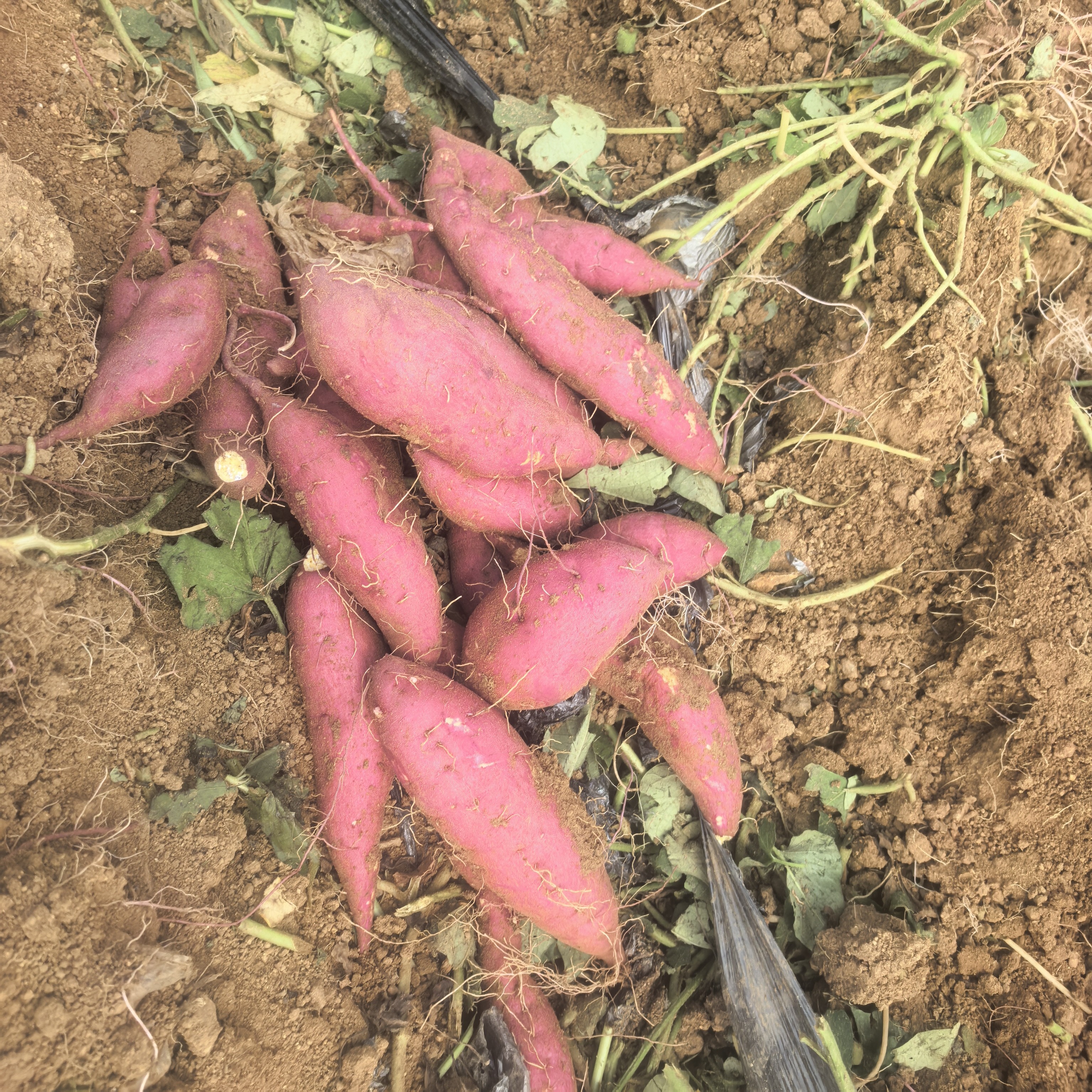 榴莲蜜薯农产品红薯新鲜现挖粉糯甘甜干面沙地番薯地瓜