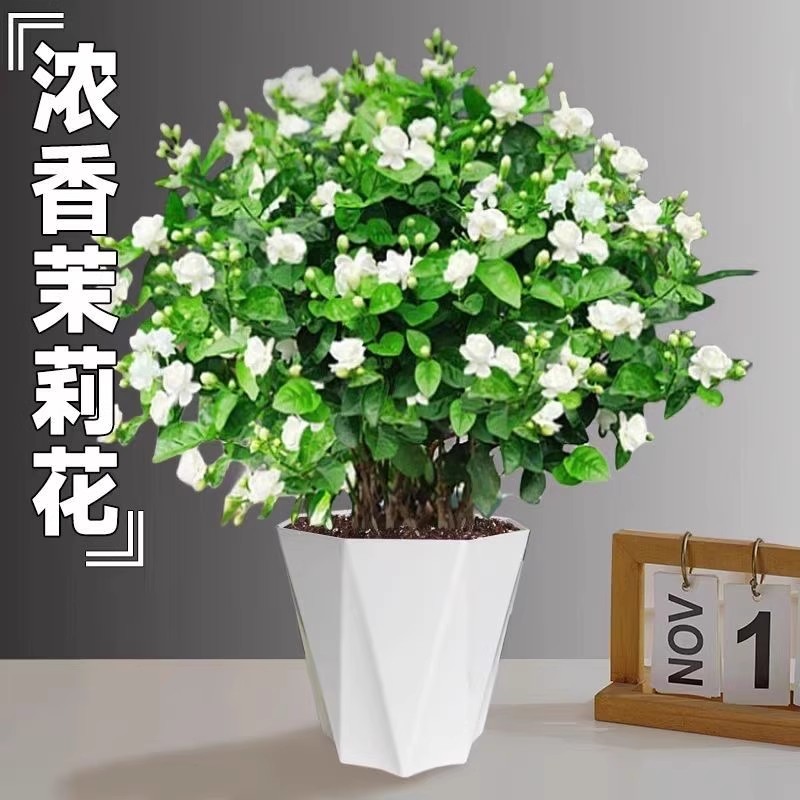 茉莉花夏季绿植盆栽四季开花重瓣浓香型室内室外阳台庭院