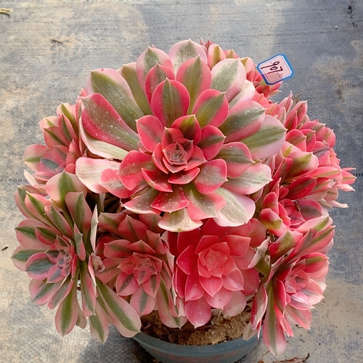 907粉女巫多肉法师