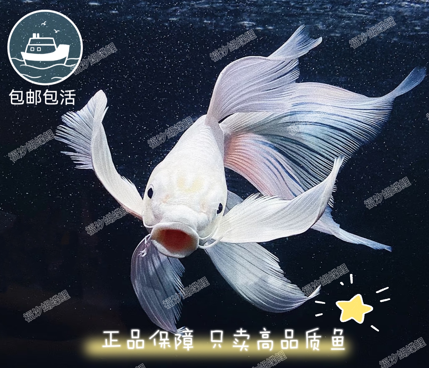 B福汐蝴蝶鲤-【主播改价专用】