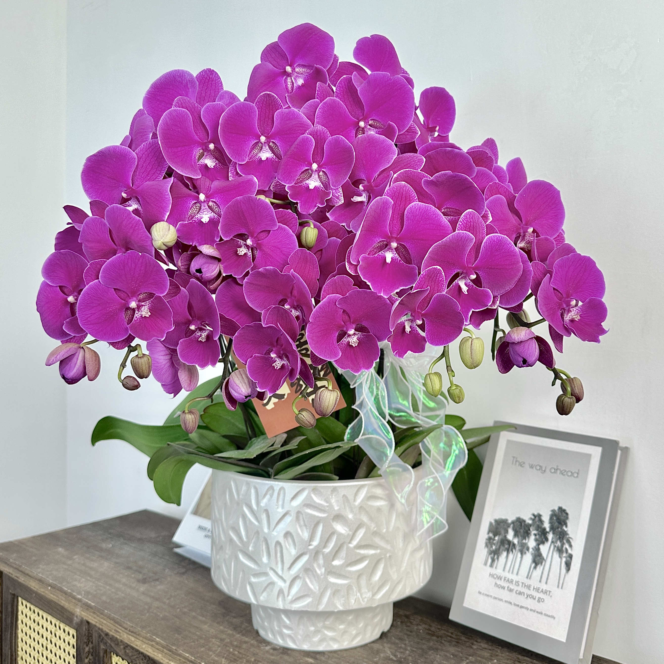 蝴蝶兰【大红豆】乔迁开业紫红色大花 喜庆花色鲜艳懒人花卉