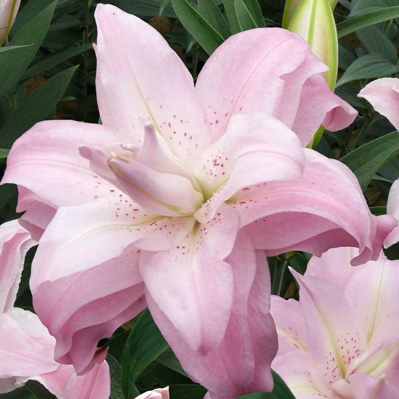 秋百合1颗进口【莲花皇后】20/22 庭院阳台重瓣香水百合花球