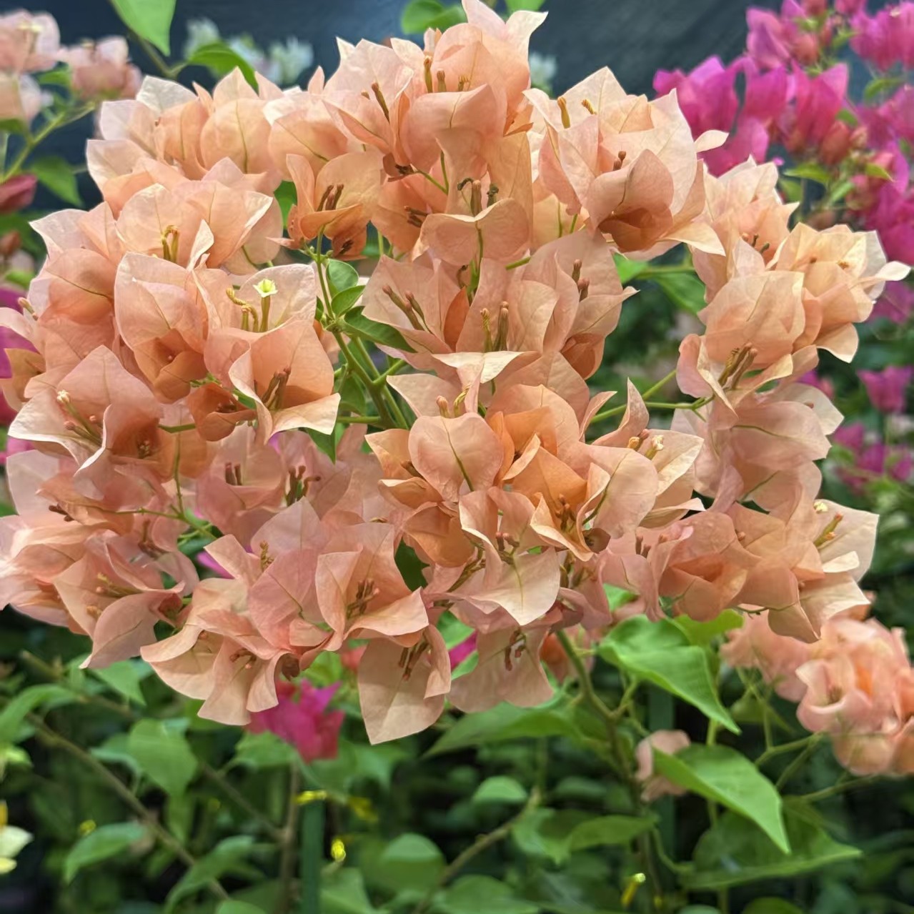 （58--98）三角梅直播间一物一拍 以直播间为准