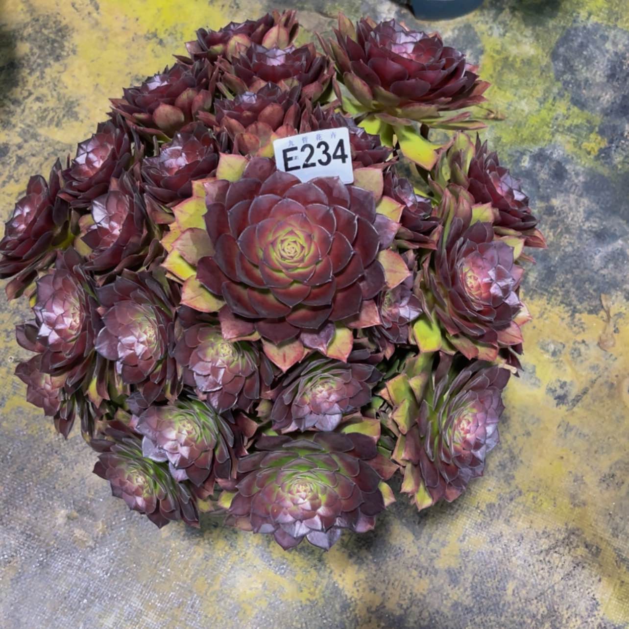 【闪购商品】23400