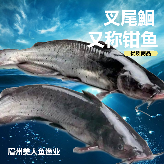 四川叉尾鮰 鱼 肉质鲜嫩  淡水养殖