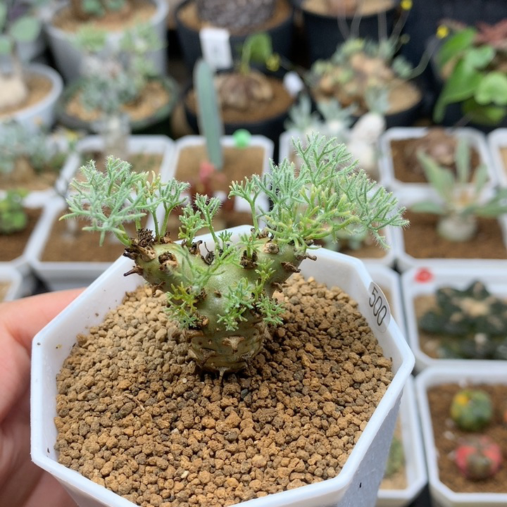 白皮月界带盆3cm