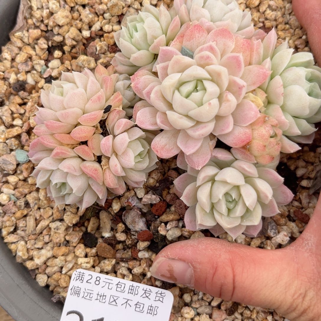 2178，g c b vvv b b b