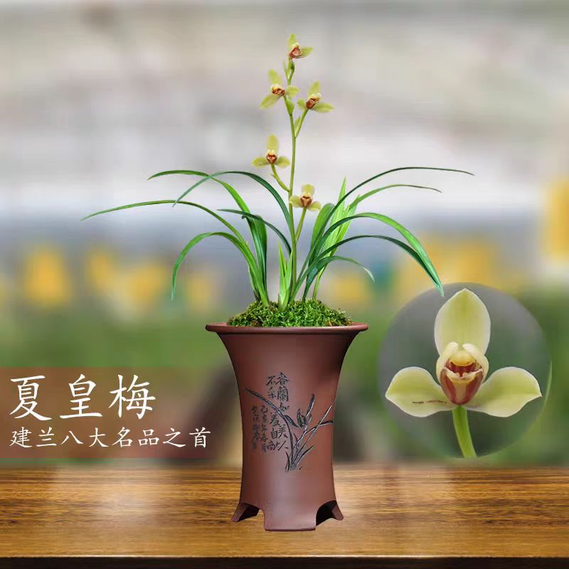 【夏皇梅】建兰八大铭品 好养耐活绿植盆栽美观加湿 室内正宗兰花苗