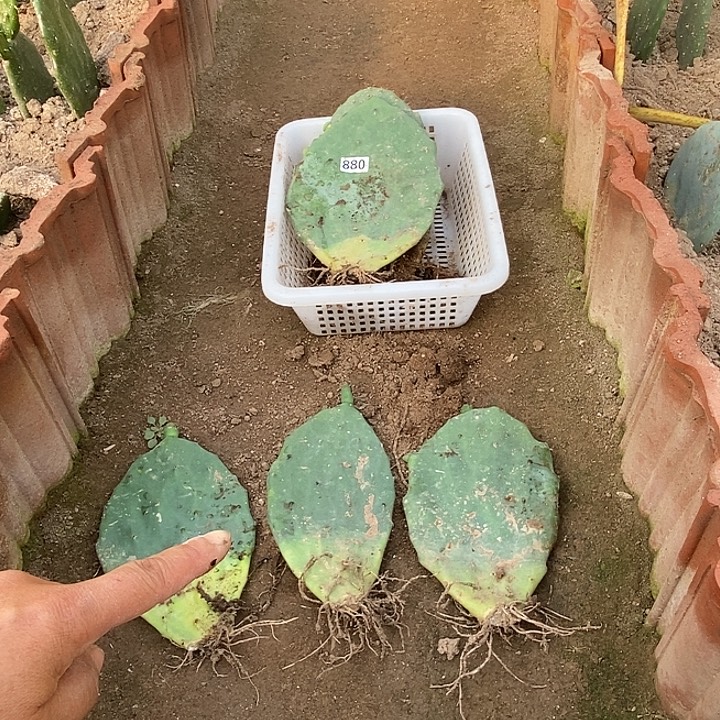 墨西哥仙人掌三片