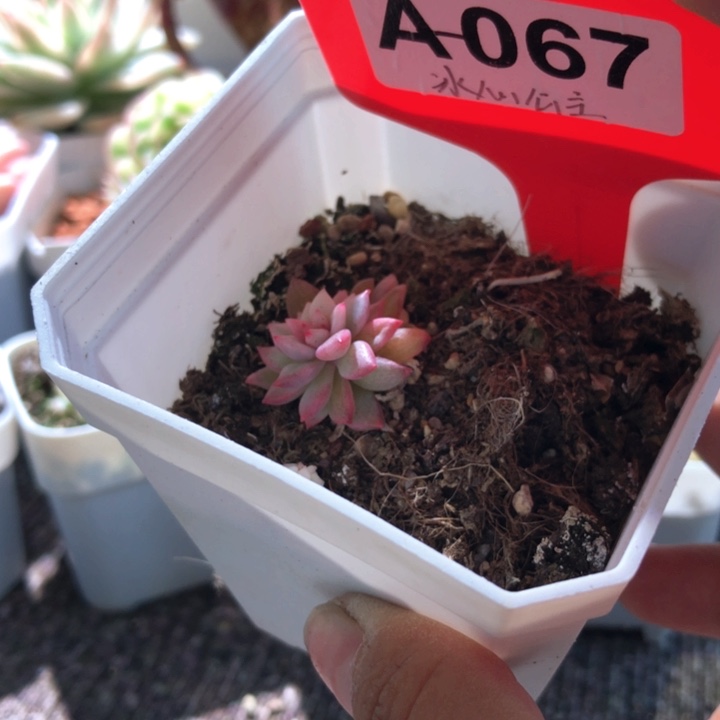 冰心公主覆轮锦有根