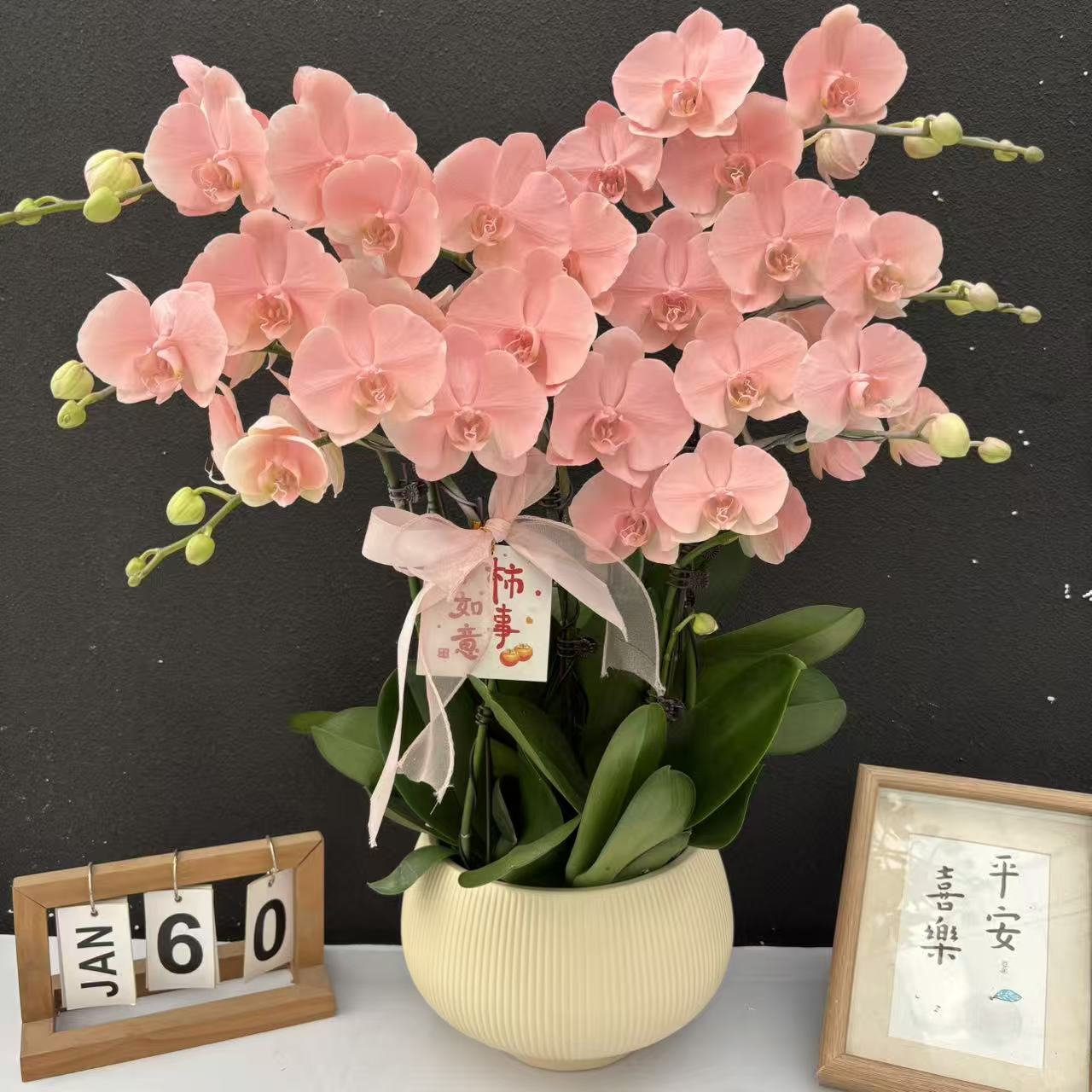 （火烈鸟）高端蝴蝶兰喷色晕染工艺花卉鲜花高级盆栽观花花卉