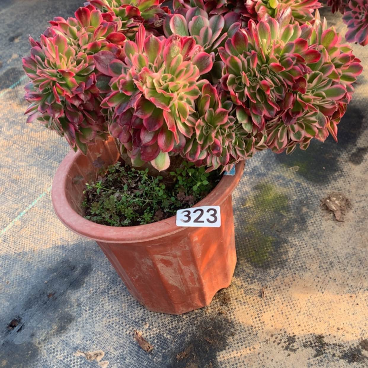 【闪购商品】323粉女巫缀