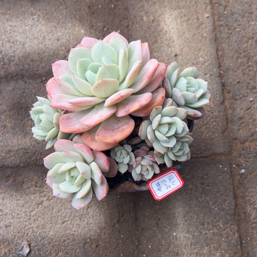 恋曲群生多肉植物