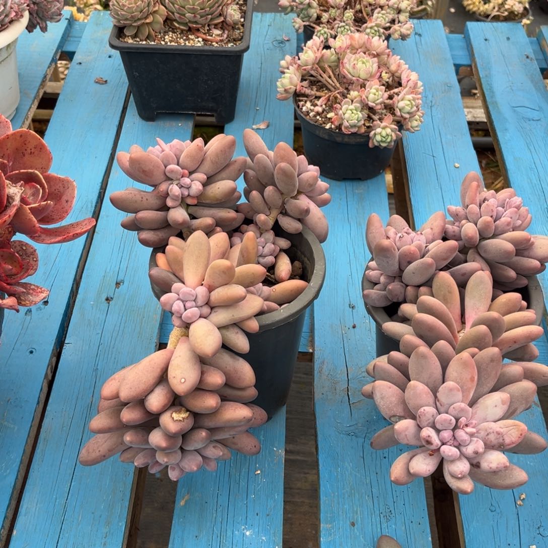 小雨多肉一物一拍汤圆