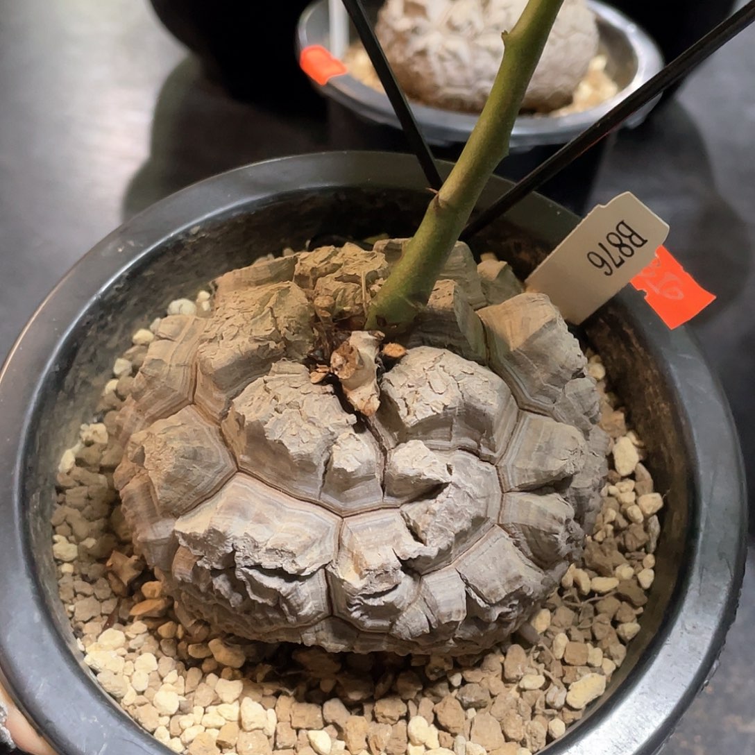 876号龟甲龙9.1公分