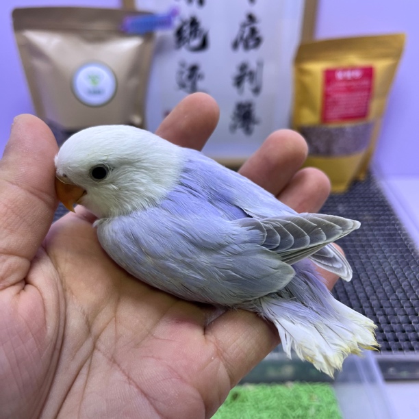 精品重色紫伊莎公K98937-桃面鹦鹉