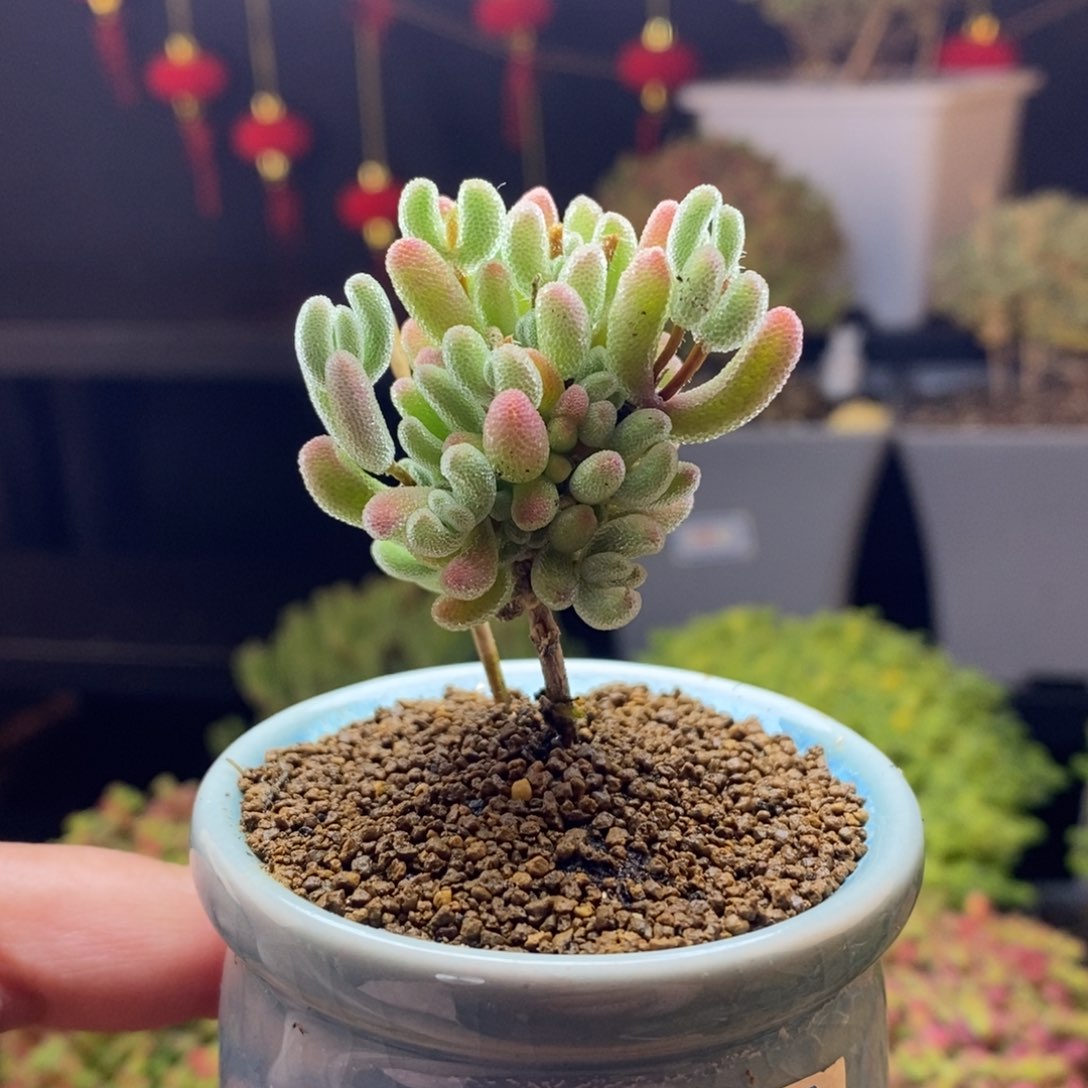 254号实生红叶枝干