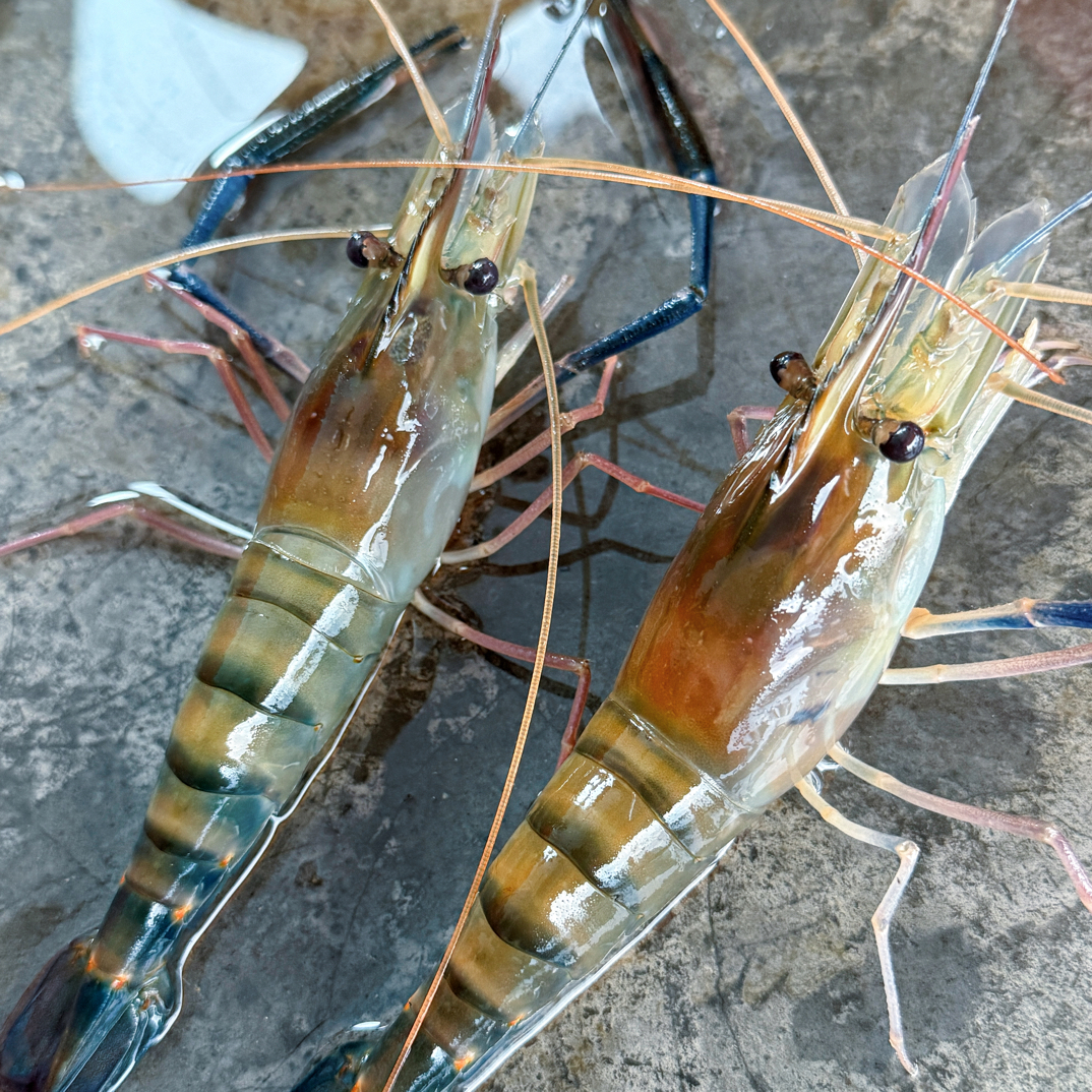 罗氏虾99文2斤 阳江同城小时达