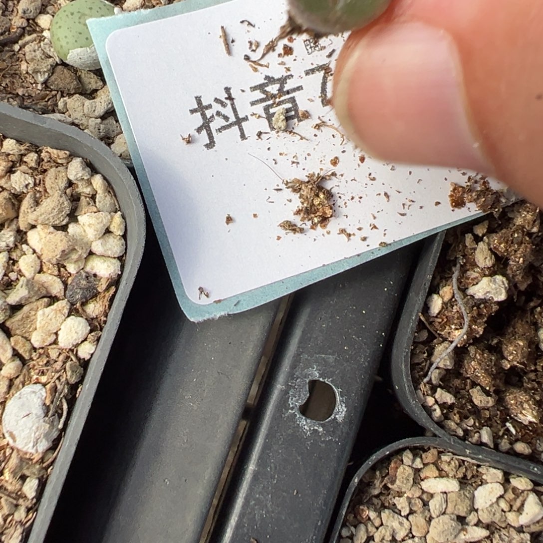 7-183量拍超级熊猫风铃一颗