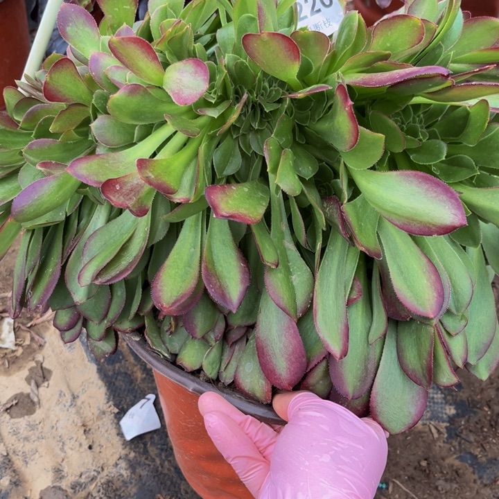 220玫瑰缀多肉法师不包断枝