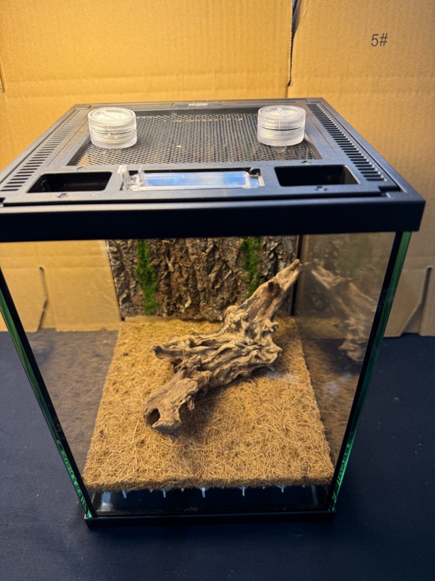 鸣虫生态盒！高清玻璃材质！巨拟叶绝配适合各种鸣虫尺寸20✖️20✖️27