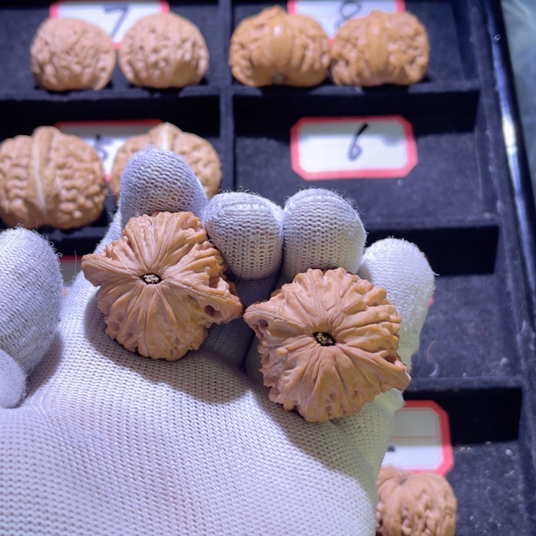 汤****啦秦皇岛山地果全品