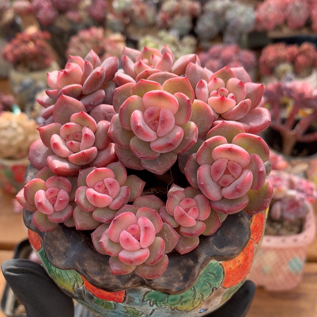 小***宁星影多肉一物一拍