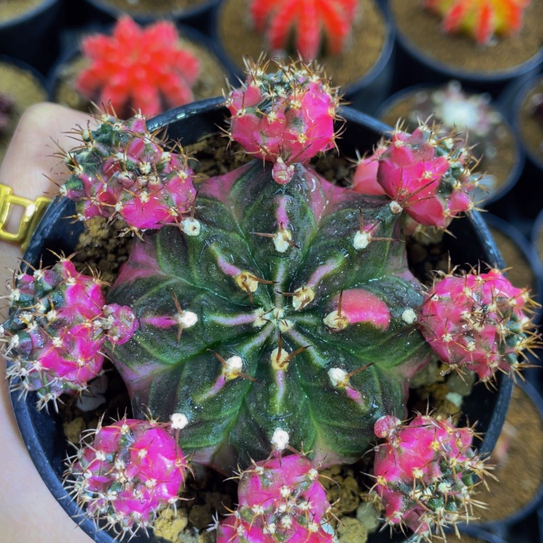 米哈星球0000000000632