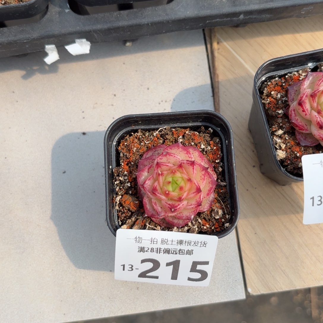 焰火单头多肉多肉