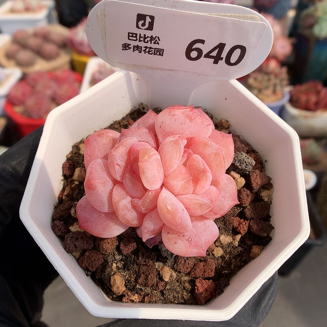 640 双心冰魄石化