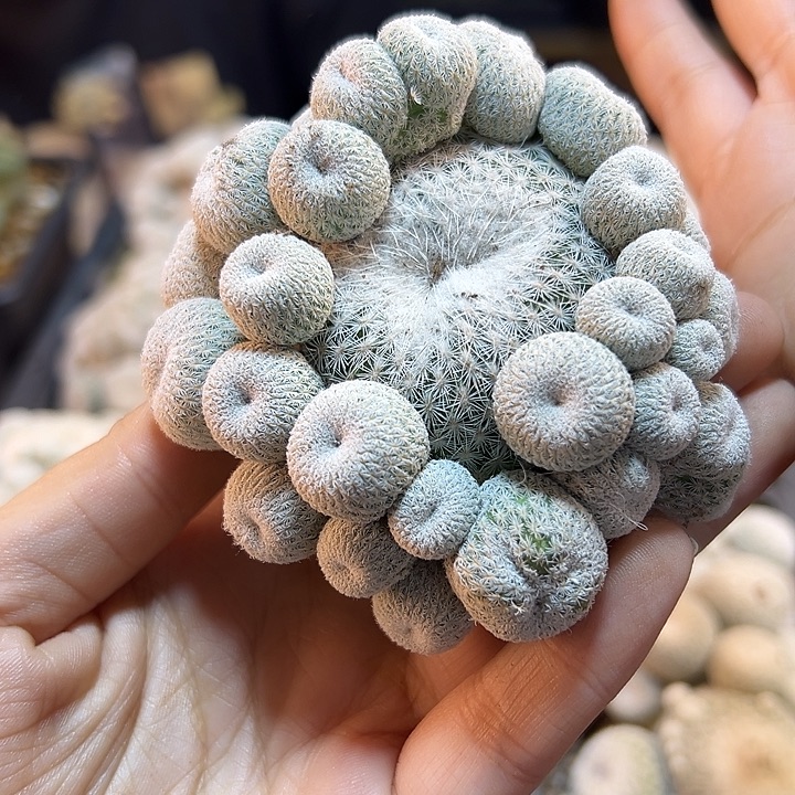 根芽子吹月世界7公分1颗