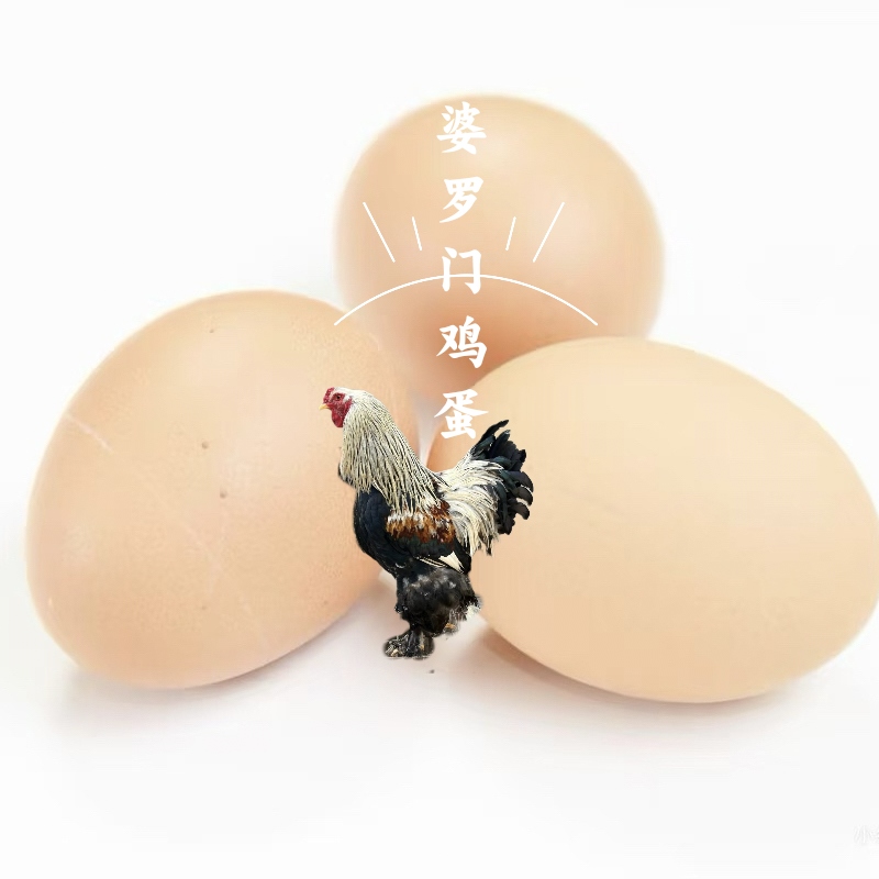 新鲜蛋婆罗门鸡蛋早上刚下现捡蛋好吃的有营养